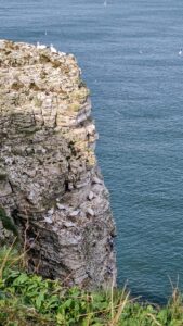 RSPB Bempton Cliffs 13